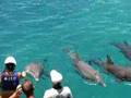 Xcaret Delfines 03