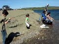 Pink Salmon in Nome, Alaska