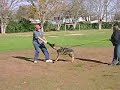 Aftermath Dog Sports