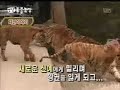 Tiger vs Lion.