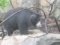 Sloth Bear