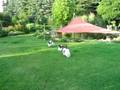 Papillon-Treffen