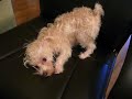 Morkie dog crazy after bath