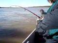 El gordo pesca un bagre