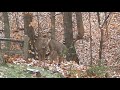 Deer in the back yard