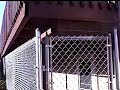 Houdini Dog