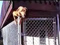 Houdini Dog