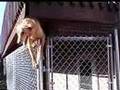 Houdini Dog