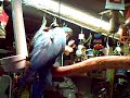 Blue And Gold Macaw Named Cary being...just Cary Blue And Gold Macaw Named Cary being...just Cary