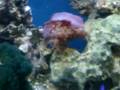 my 75 gallon reef tank