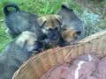 Puppies Alaskan Malamute & Mechelse Herder/Chow Chow