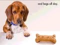 Beagle Training Made Easy