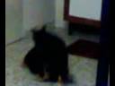 Luna cagnolina Porno Star!
