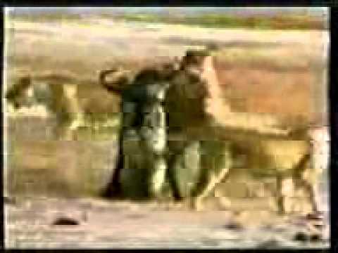 laion -