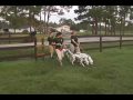 Dog Training - 101 Dalmatians The Musical