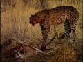 cheetahs.html