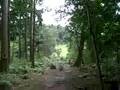 videos de Go Ape Leeds Castle Charlie.