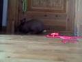 Bunny vs Pink Panther