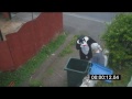 la venganza del gato contra la abuela