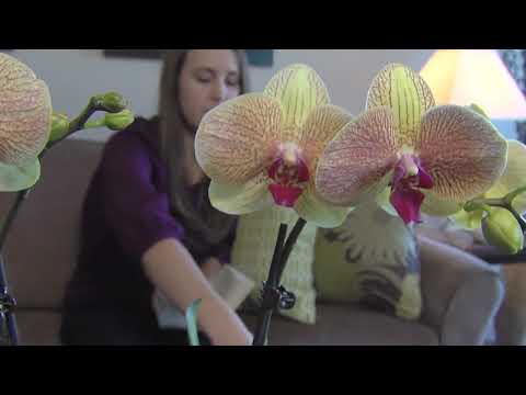 how to care for orchids ice cubes