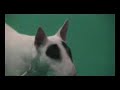 World Dog Show (Pozna?) - Bullterrier World Dog Show (Pozna?) - Bullterrier