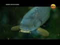 Зоопарк во Вселенной (эфир 08.03.2012)