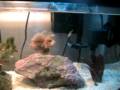 FD Lionfish eating