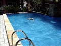 Labrador Chopp pulando na piscina