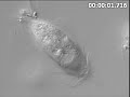 Protozoa in termite gut with AxioCam HS Protozoa in termite gut with AxioCam HS