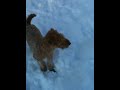 Arthur loves snow