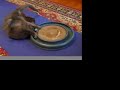 ボール猫動画