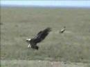 Vultures in Africa