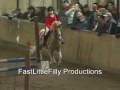 The Hampster Dance-Shetland Pony Jumping-WARNING:EXTREEM CUTENESS OVERLOAD!!