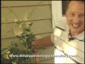 Trimming a Star Jasmine plant.