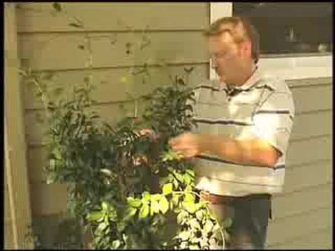 how to fertilize jasmine plants