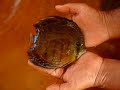 New Wild Discus Red  MAICA  from Amazon RIVER  see when he came with me in our farm 