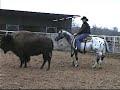 Appaloosa horse cutting Buffalo