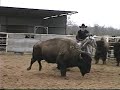 Appaloosa horse cutting Buffalo
