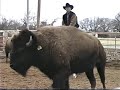 Appaloosa horse cutting Buffalo