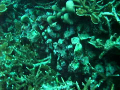 Malaysia Tioman diving 20090526-8