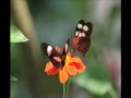 Relaxing Piano Music / Butterfly Images