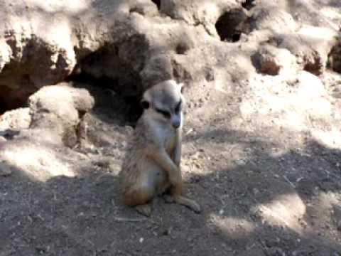MEERKAT