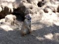 Sleepy Meerkat