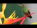COLIBRI'
