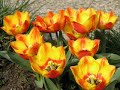 Tulpen-uit-Amsterdam