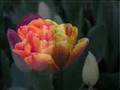 Tulpen-uit-Amsterdam