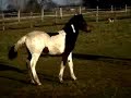 trotters-tordis-nora-bravo-konie-k-usaki-tordis-horses-.html
