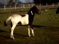 Tordis foal, ogierek, Konie kłusaki, TORDIS HORSES