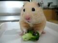 Dramatic Hamster