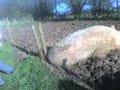 One biiiig pig. One biiiig pig.